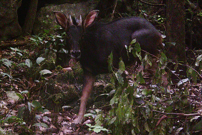 Serow in the zone of Phong Nha - Ke Bang national park