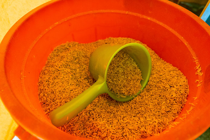 Rice husks used for Oxalis Composting Toilet