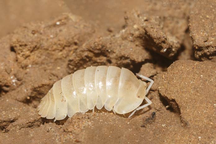 Some new species of fish, woodlice, centipedes, millipedes, spiders, scorpions,... with white body and no eyes founded in Son Doong Cave.