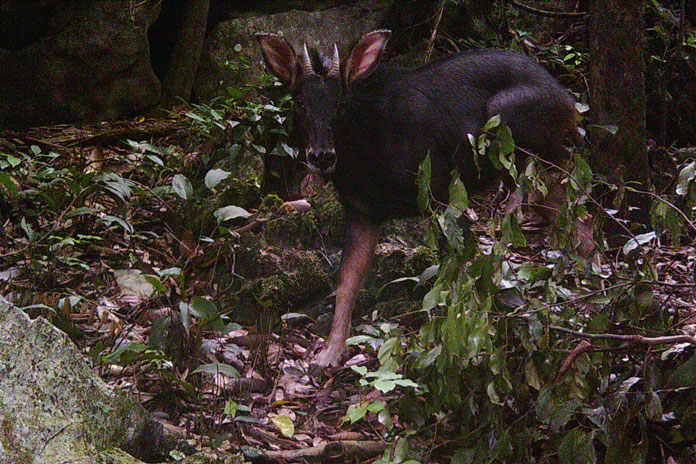Sơn Dương - Serow