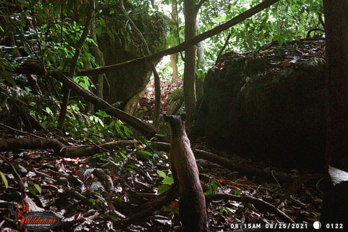 Yellow throated marten