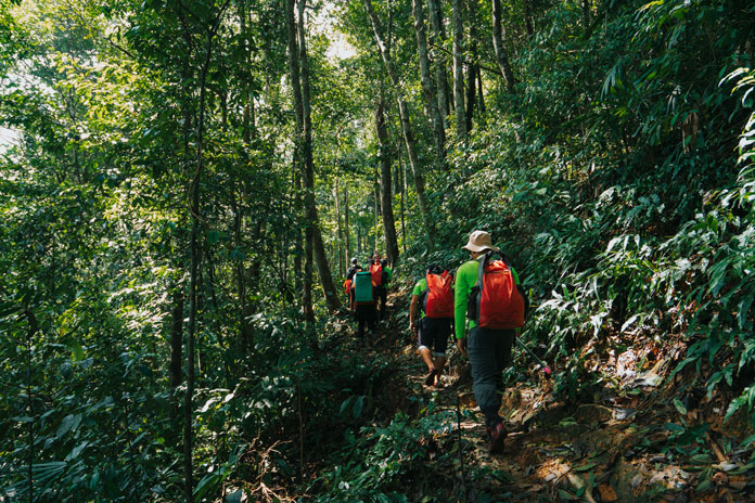 Trekking through green forests.