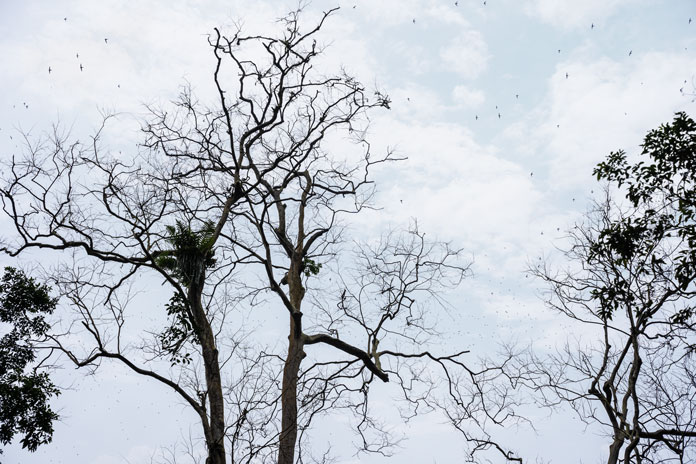 Swallows flying across the sky at the entrance of Hang En Cave.