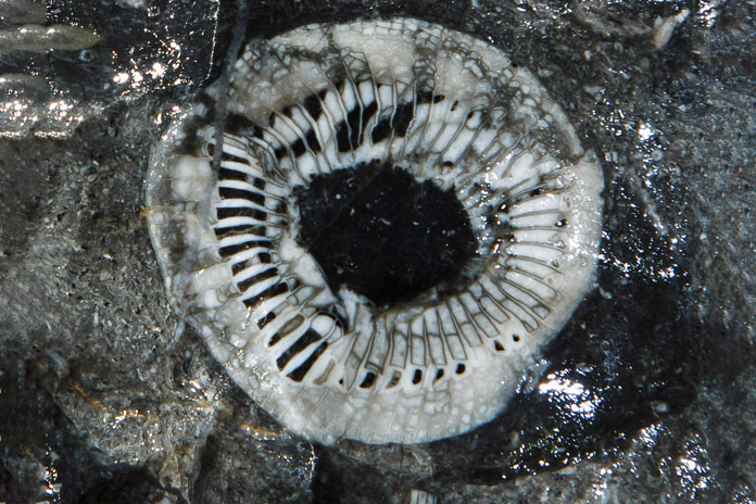 Fossil passage