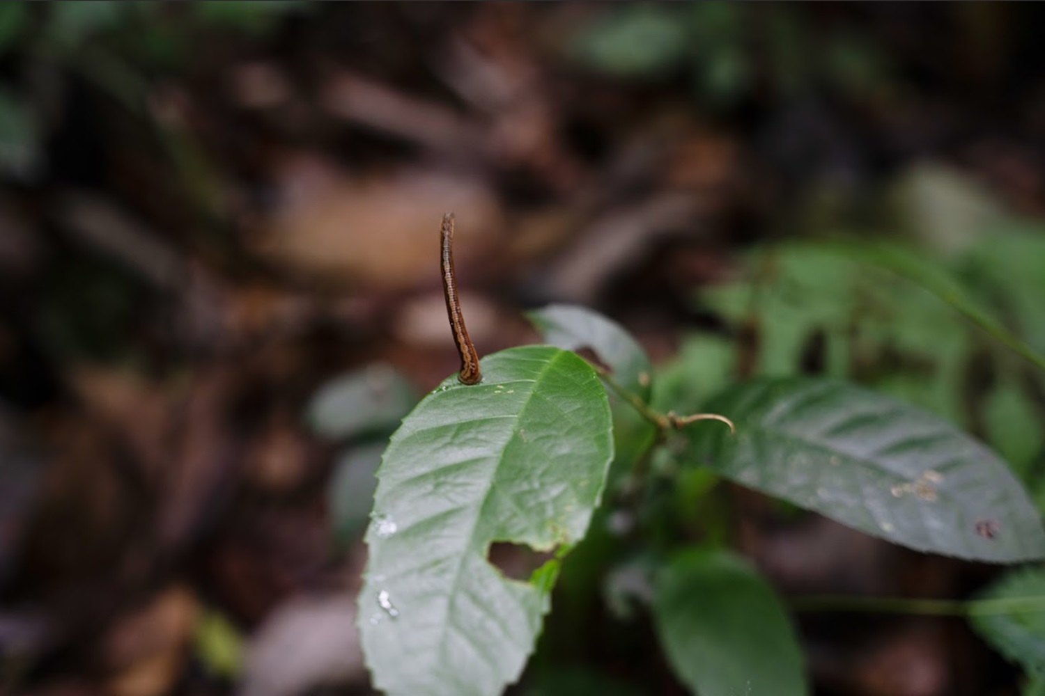 How to avoid leeches while trekking in the jungle