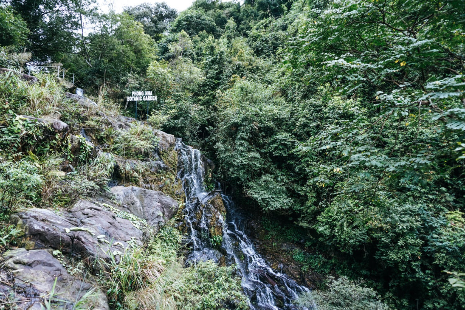 Phong Nha Botanic Garden – Explore Quang Binh’s Fascinating Ecosystem